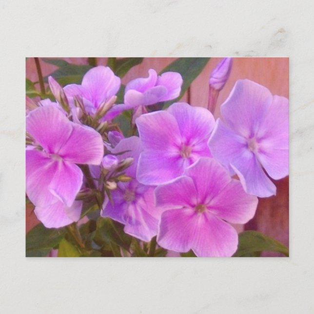 Carte postale florale Phlox (Devant)