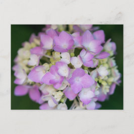 Carte postale Florale Rose Hydrangea Fleurs