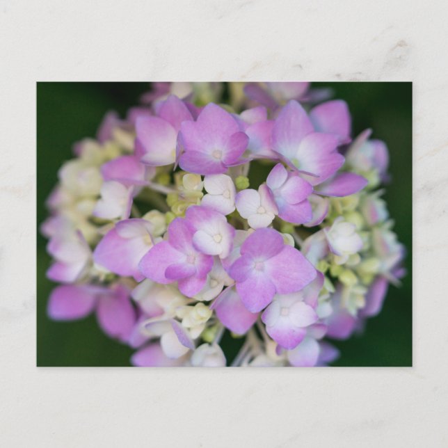 Carte postale Florale Rose Hydrangea Fleurs (Devant)
