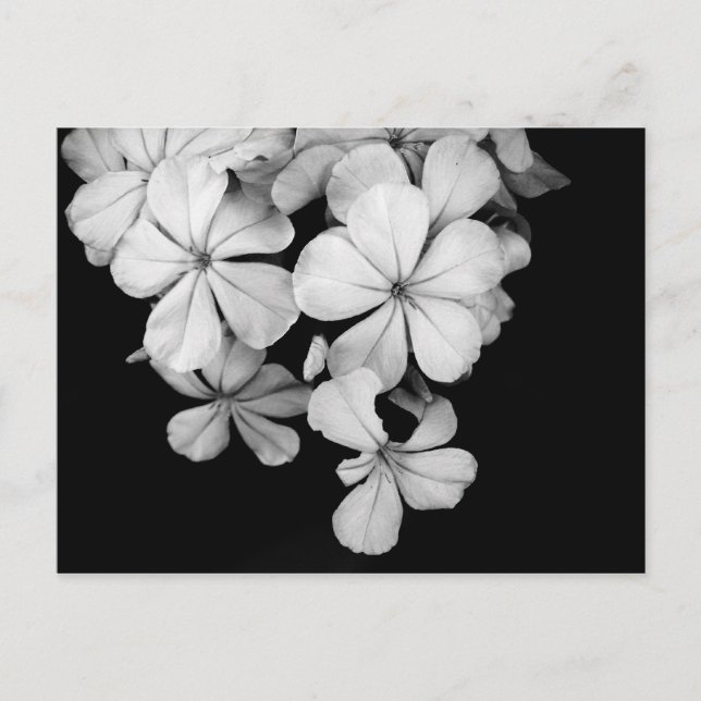 Carte Postale Floraux noir et blanc (Devant)