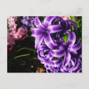 Carte Postale Flore de printemps Blue Hyacinth II