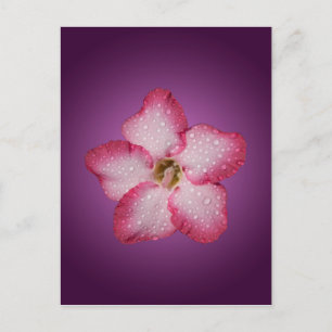 Carte Postale Flore rose Adenium Violet rayé