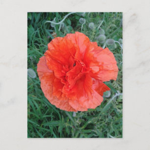 Carte Postale Flore rouge à deux pavots