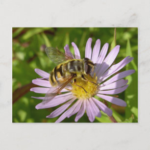 Carte Postale Florea de Hoverfly - de Myathropa
