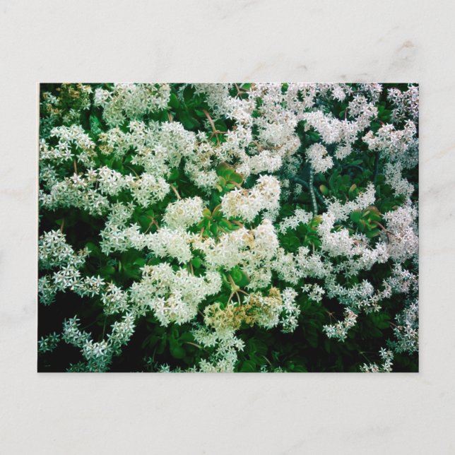 Carte Postale Flores blanches (Devant)