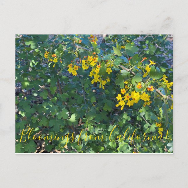 Carte Postale Flores de Californie : Currant d'or (Devant)