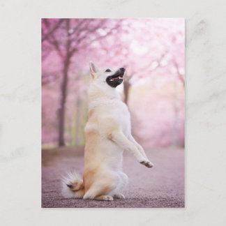 Carte Postale Flores norvégiennes de Buhund et Cherry