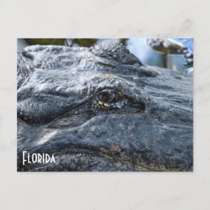 Carte postale Florida Gator