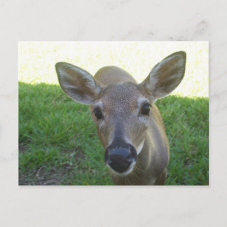 Carte Postale Florida Key Deer