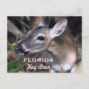 Carte Postale Florida Key Deer, Version A