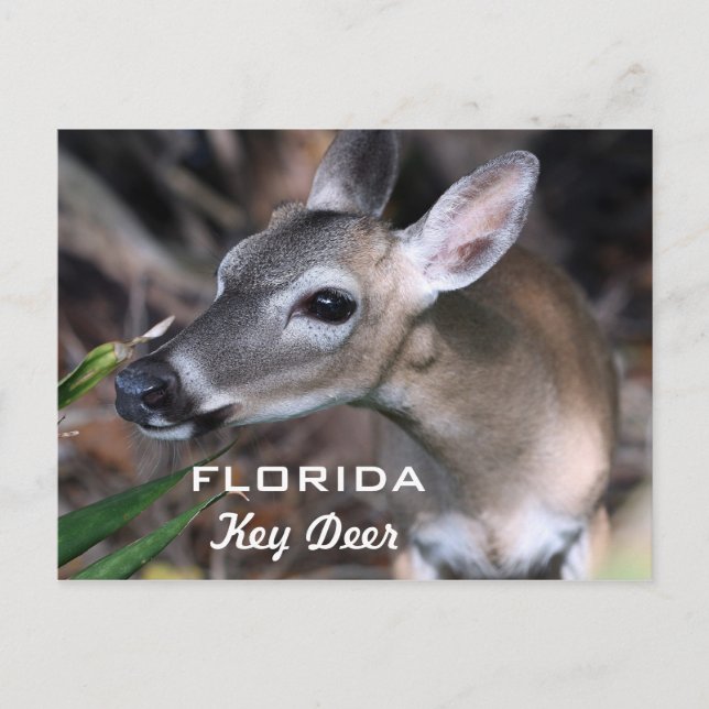 Carte Postale Florida Key Deer, Version A (Devant)