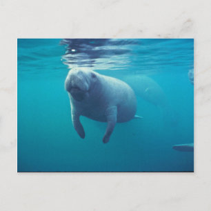 Carte Postale Florida Manatee
