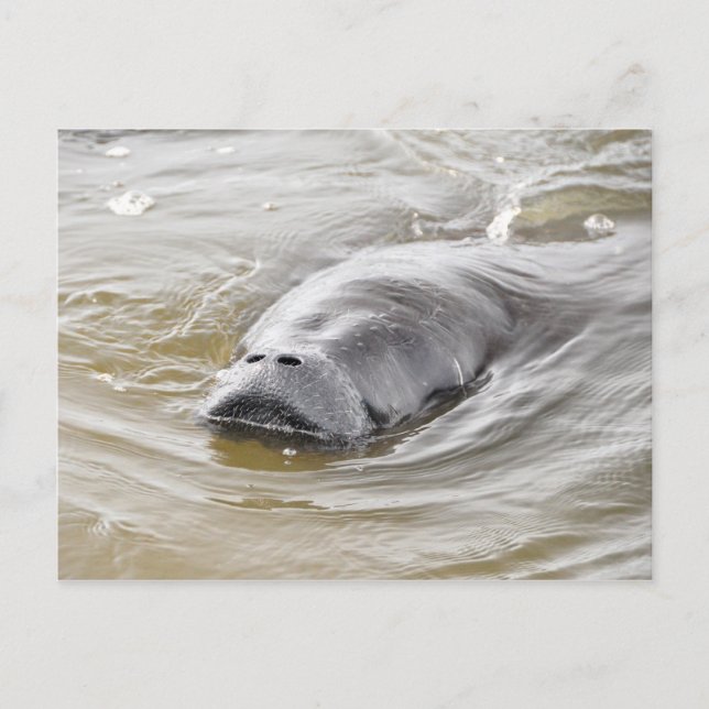 Carte postale Florida Manatee Ormond Beach (Devant)
