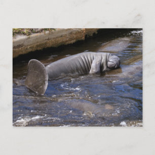 Carte Postale Florida Manatees (Trichechus manatus latirostris)