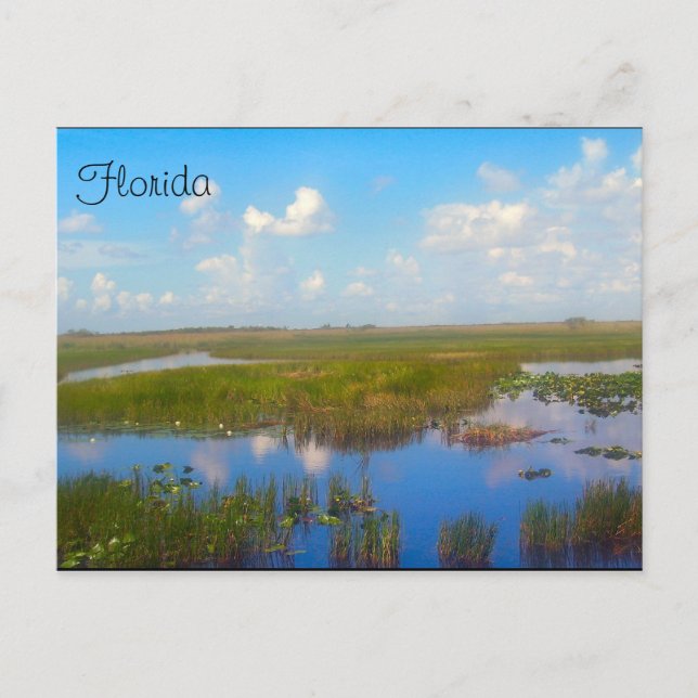 Carte postale Florida Marsh (Devant)
