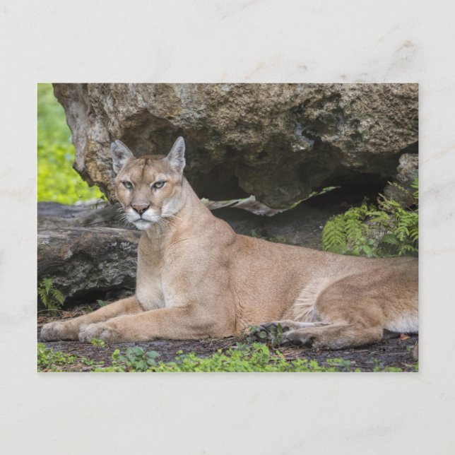 Carte postale Florida Panther (Devant)