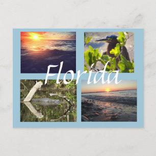 Carte Postale Florida photography postcard