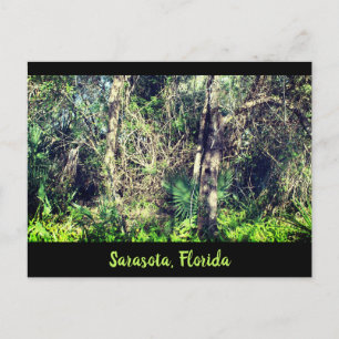 Carte Postale Florida Sarasota foilage arbres tropicaux photo