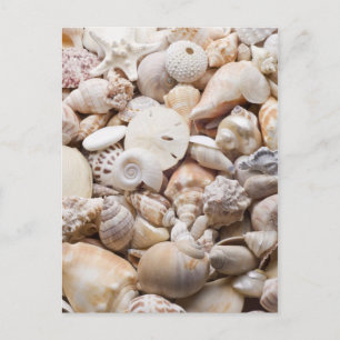 Carte Postale Florida Sea Shell Arrière - plan - Beach Shells Cu