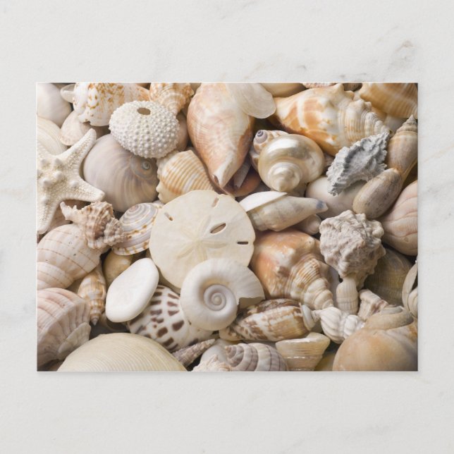 Carte Postale Florida Sea Shell Arrière - plan - Beach Shells Cu (Devant)