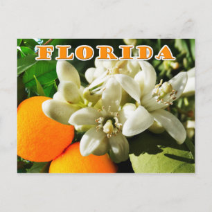 Carte Postale Florida State Flower : La Blossom Orange