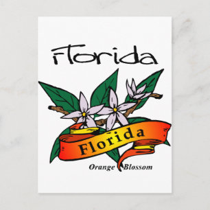 Carte Postale Florida State Flower Orange Blossom