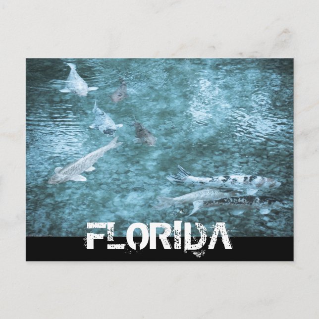 CARTE POSTALE FLORIDE (Devant)