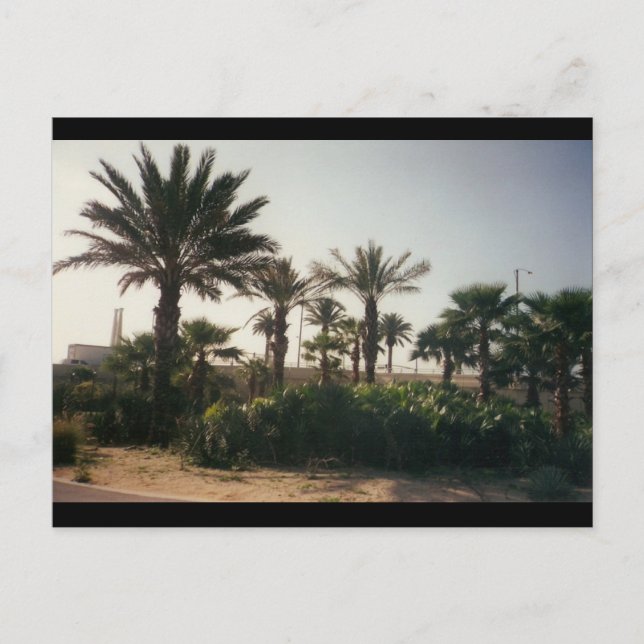 Carte Postale Floride (Devant)