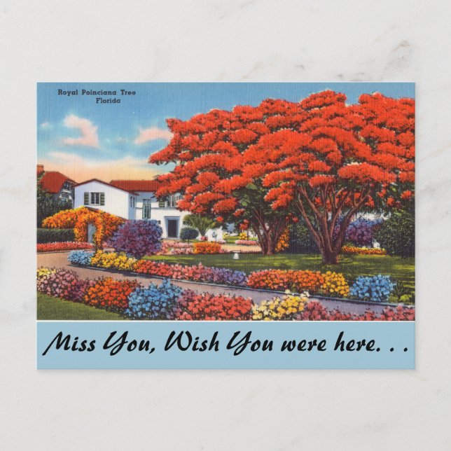 Carte Postale Floride, Arbre Royal Poinciana (Devant)