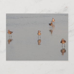 Carte Postale Floride Beach Shorebirds Photographie