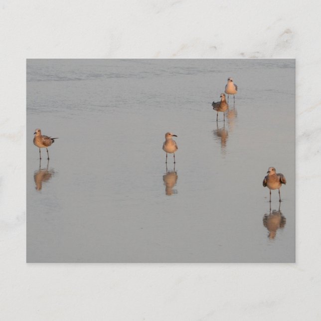 Carte Postale Floride Beach Shorebirds Photographie (Devant)