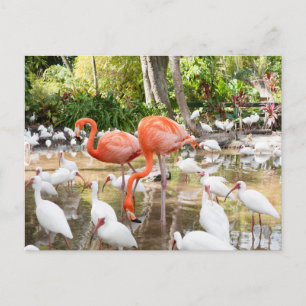 Carte Postale Floride Bonita Springs Flamant rose rose Voyage