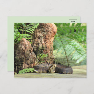 Carte Postale Floride Cottonmouth dans le marais