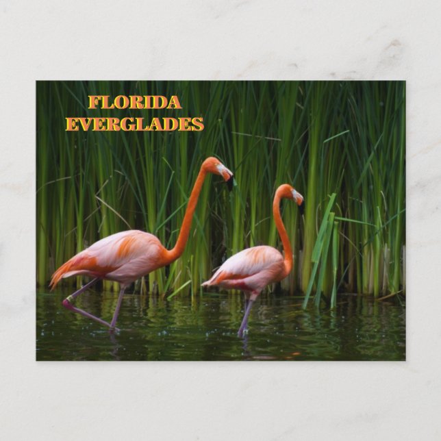 CARTE POSTALE FLORIDE EVERGLADES (Devant)
