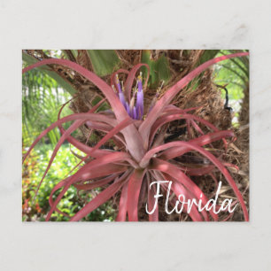 Carte postale Floride Exotic Flower Air Plante