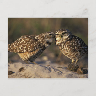 Carte Postale Floride, Fort Myers. Couple de hiboux des terriers