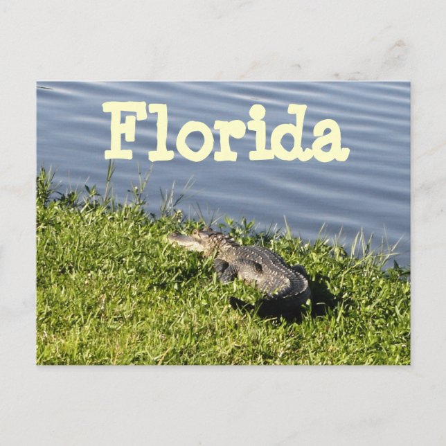 Carte postale Floride Gator (Devant)