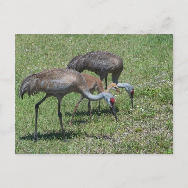 Carte Postale Floride Grues Sandhill Marcher Dans Le Terrain Ver (Devant)