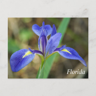 Carte Postale Floride iris photo