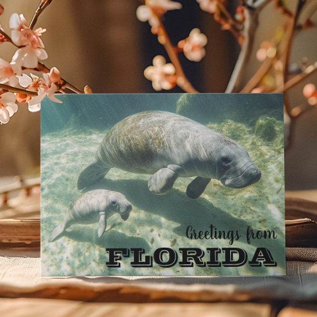 Carte Postale Floride Manatee et bébé (Créateur téléchargé)