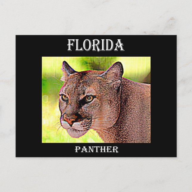 Carte Postale Floride Panther (Devant)