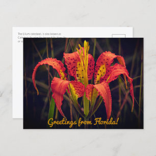 Carte postale Floride Pine Lily 