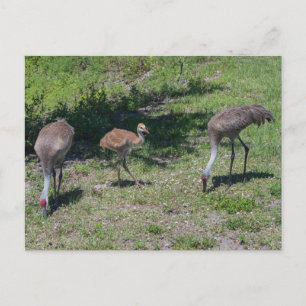 Carte Postale Floride Sandhill Cranes famille photo