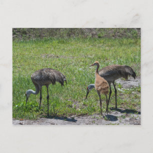Carte Postale Floride Sandhill Granes Nature Photographie