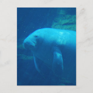 Carte postale flottante Manatee