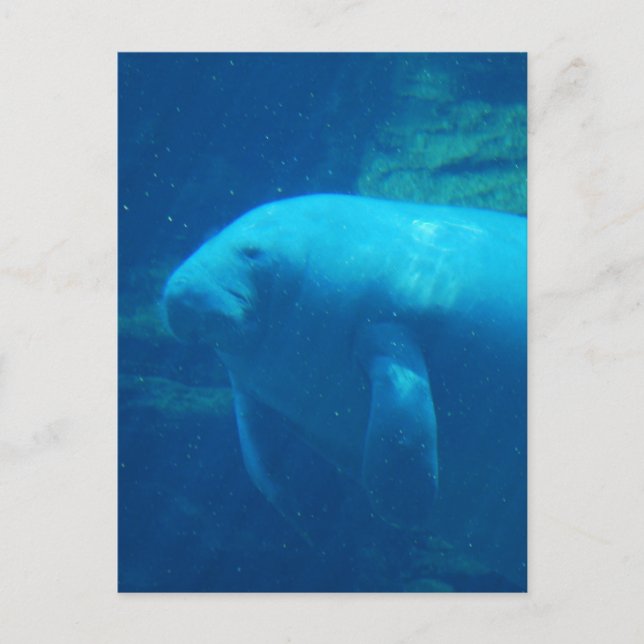 Carte postale flottante Manatee (Devant)