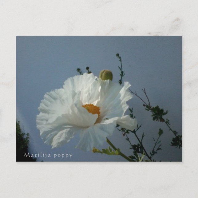 Carte postale flottante Matilija Poppy (Devant)
