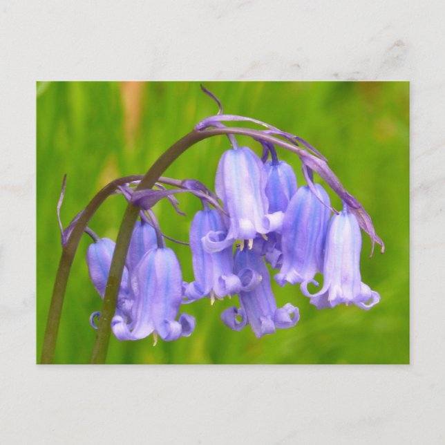 Carte postale Flower Bluebell (Devant)