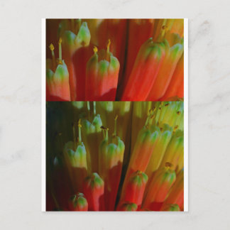 Carte Postale Flower BUDS : Cactus Wild : Salutations, Bonne cha