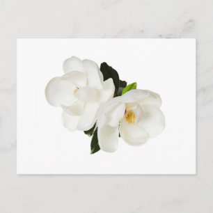 Carte Postale Flower Magnolia